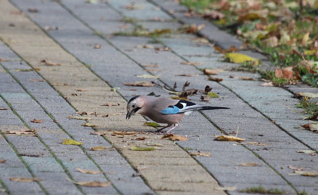 拉什福德若